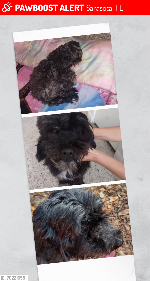 Lost Female Dog last seen Beneva y Clark , Sarasota, FL 34231