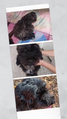 Lost Female Dog last seen Beneva y Clark , Sarasota, FL 34231
