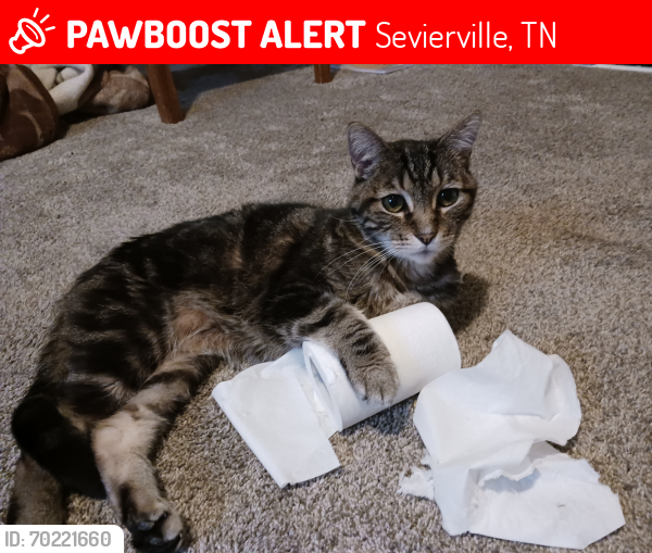 Lost Male Cat last seen Near Winfield Dunn Parkway, Sevierville, TN 37876