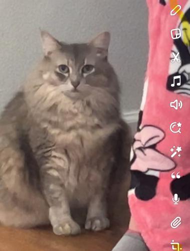Lost Female Cat last seen Stagg St. , Los Angeles, CA 91352