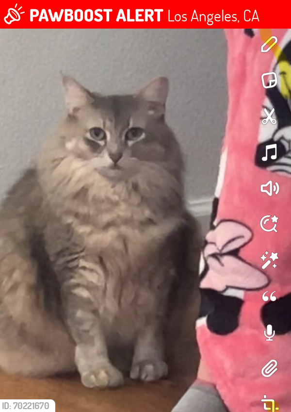 Lost Female Cat last seen Stagg St. , Los Angeles, CA 91352