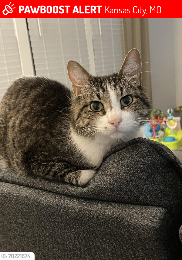 Lost Male Cat last seen North Indiana and maplewoods pkwy, Kansas City, MO 64119