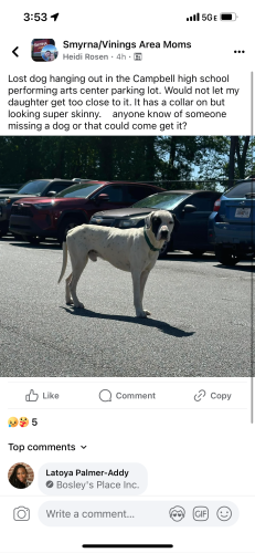Lost Male Dog last seen Campbell high school performance arts center parking lot, Smyrna, GA 30080