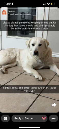 Lost Female Dog last seen Near north Bangor ave , Lubbock, TX 79416