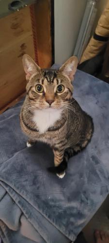 Lost Male Cat last seen Langley and Elmsford , Clawson, MI 48017