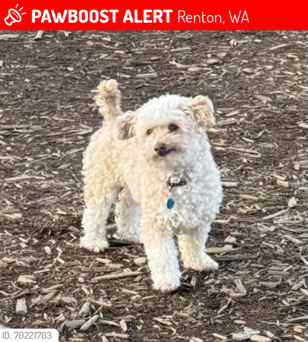 Lost Female Dog last seen Upper Kennydale and Kiwanis Park, Renton, WA 98056