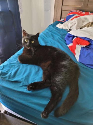 Lost Male Cat last seen Texas blvd and montana dr, Thomasville, NC 27360