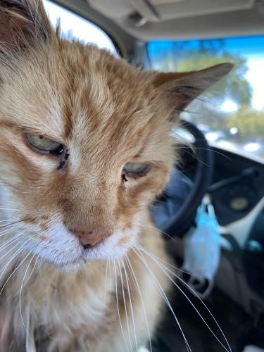 Lost Male Cat last seen Sixth Street & Commonwealth Ave, Alhambra, CA 91801