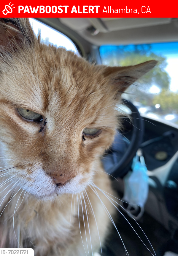 Lost Male Cat last seen Sixth Street & Commonwealth Ave, Alhambra, CA 91801