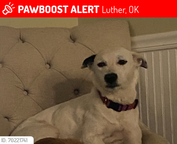 Lost Female Dog last seen Near 178th st and dobbs, Luther, OK 73054