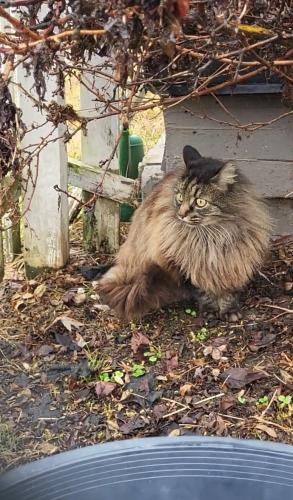 Lost Female Cat last seen E Main St and S Highland Park ave, Chattanooga, TN 37404