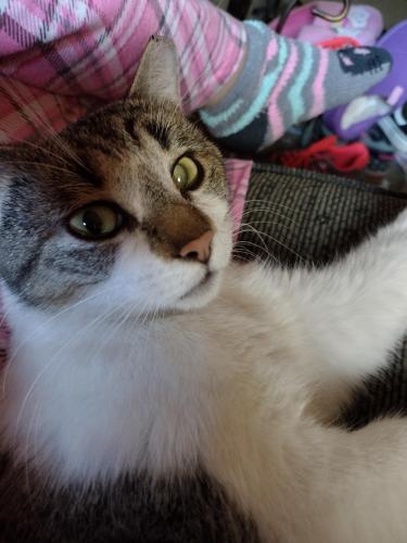Lost Female Cat last seen Hub apmts , Arlington, TX 76006
