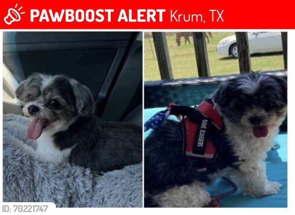 Lost Male Dog last seen Hwy 380 west / 156  Krum 76249 , Krum, TX 76249