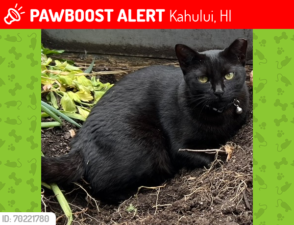 Lost Female Cat last seen Papa st. and Onehee, Kahului, HI 96732