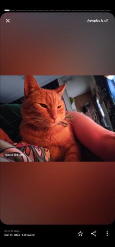 Lost Female Cat last seen Custer RD and 86th, Tacoma, WA 98499