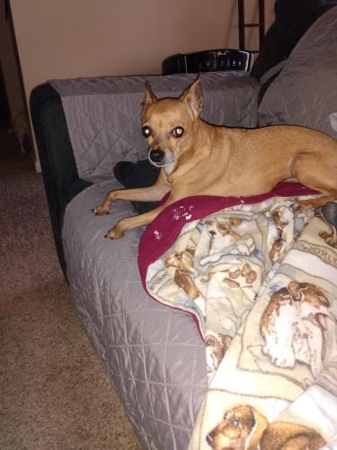 Lost Male Dog last seen Natchez ave, Trotwood, OH 45416