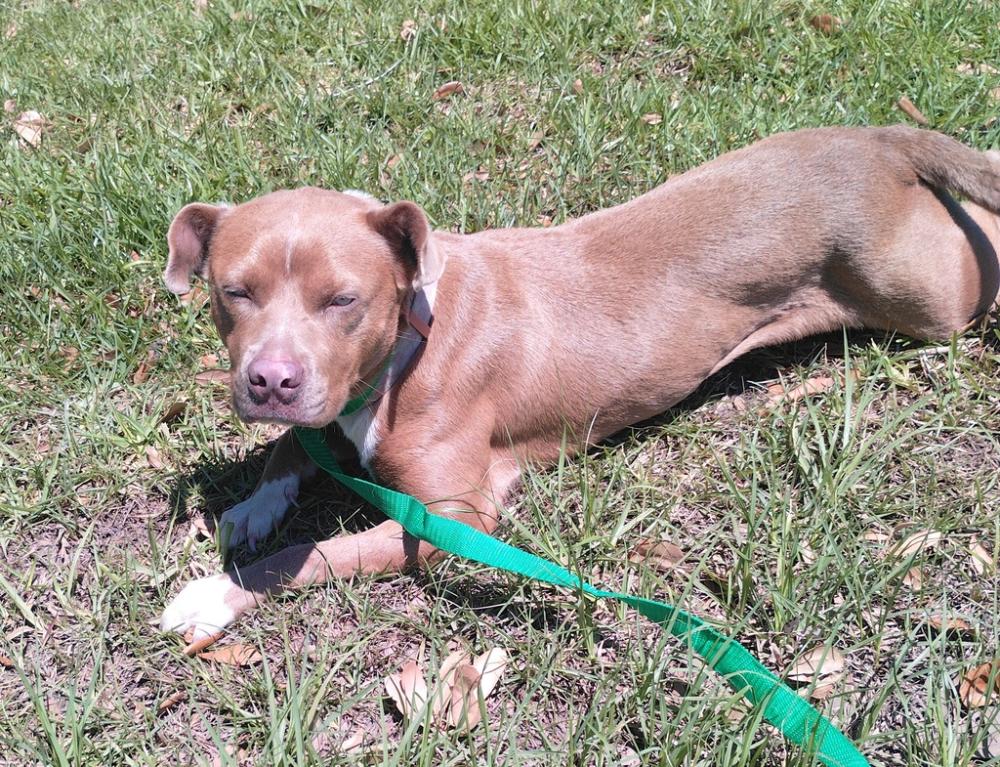 Shelter Stray Female Dog last seen Near Monarch Drive, LAFAYETTE, LA, 70501, Lafayette, LA 70507
