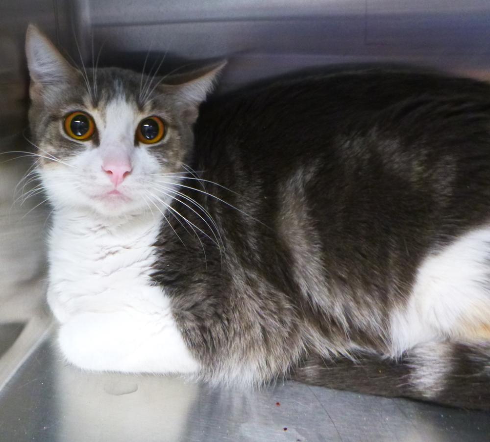 Shelter Stray Female Cat last seen Near Pebble Beach Drive, YOUNGSVILLE, LA, 70592, Lafayette, LA 70507