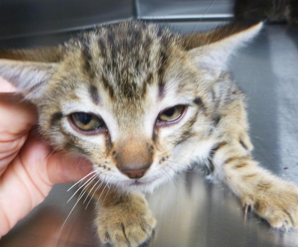 Shelter Stray Male Cat last seen Near Pebble Beach Drive, YOUNGSVILLE, LA, 70592, Lafayette, LA 70507