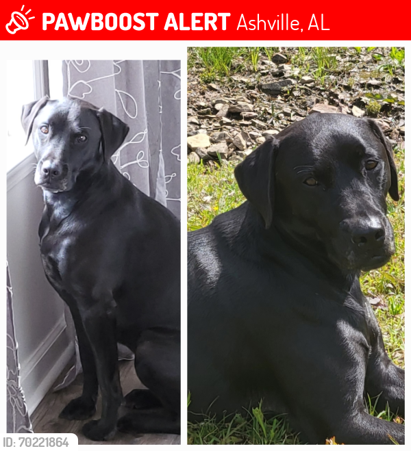 Lost Female Dog last seen HWY 22, Ashville, AL 35953