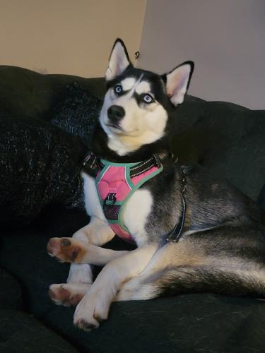 Lost Female Dog last seen Clover Road and Dockside Lane, Concord, NC 28027