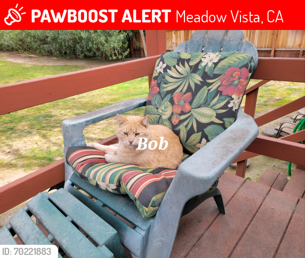 Lost Male Cat last seen McElroy Rd and Sugar View Rd,  Meadow Vista,  CA , Meadow Vista, CA 95722