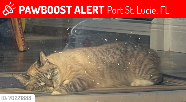 Lost Female Cat last seen Ocean Lane , Port St. Lucie, FL 34983