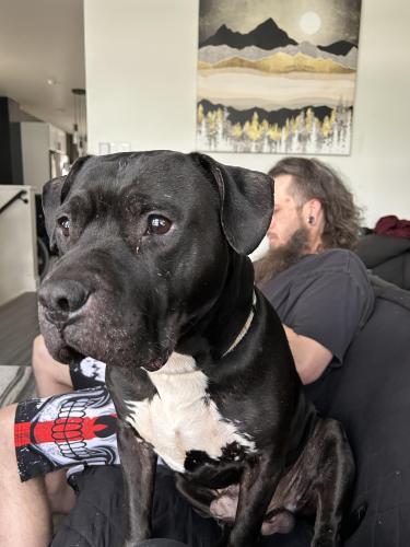 Lost Male Dog last seen 79th, 83rd and 82nd, Chicago, IL 60616