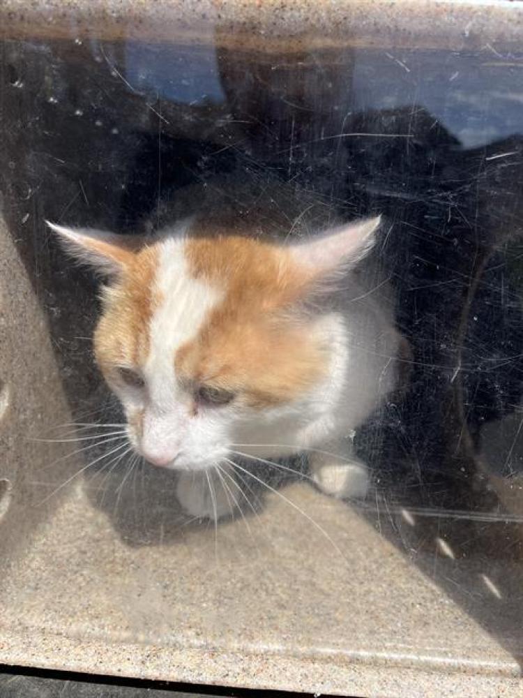 Shelter Stray Unknown Cat last seen Near BLOCK S ACOMA ST, WEST VALLEY CITY UT 84120, West Valley City, UT 84120