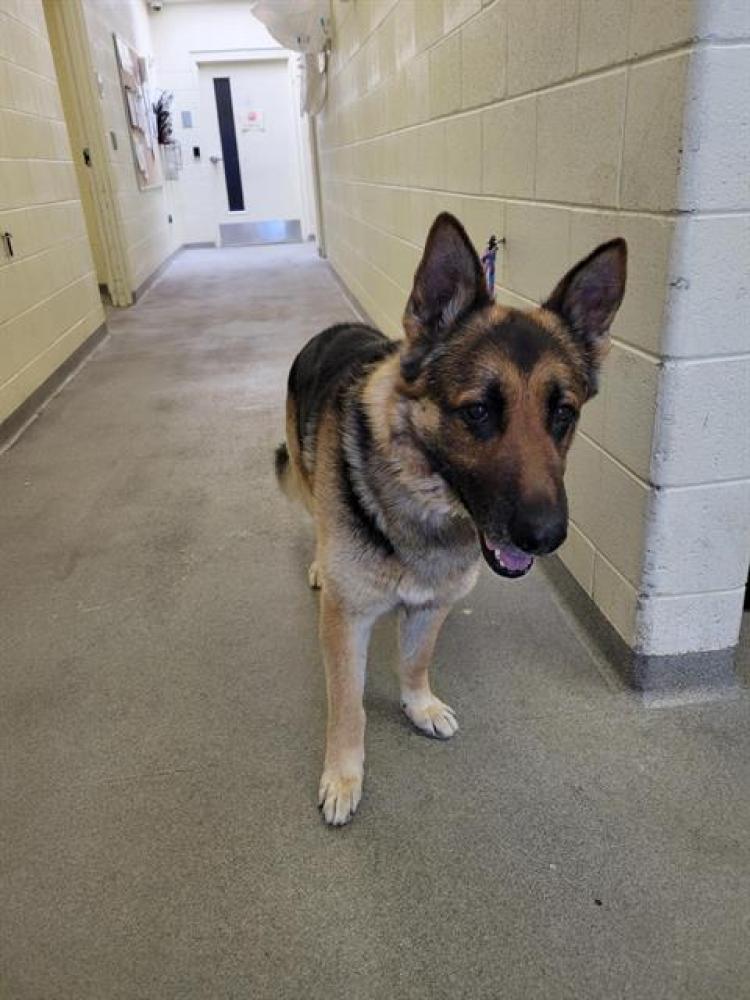 Shelter Stray Male Dog last seen Near BLOCK W VOLTA AVE, West Valley City, UT 84120