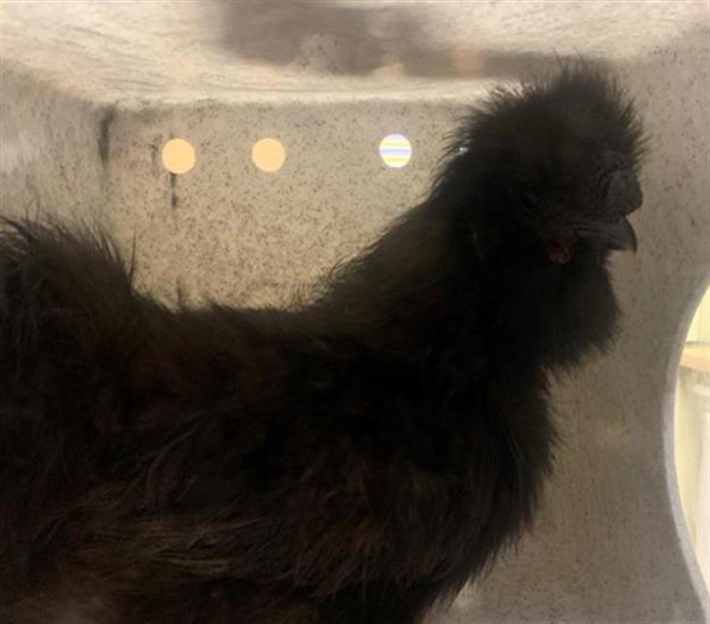 Shelter Stray Unknown Poultry last seen JIBBOOM ST & RICHARDS BLVD, Sacramento, CA 95818