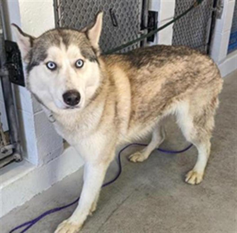 Shelter Stray Female Dog last seen JIBOOM ST & RICHARDS BLVD, Sacramento, CA 95818