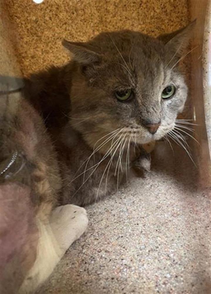 Shelter Stray Unknown Cat last seen U ST & 18TH ST, Sacramento, CA 95818