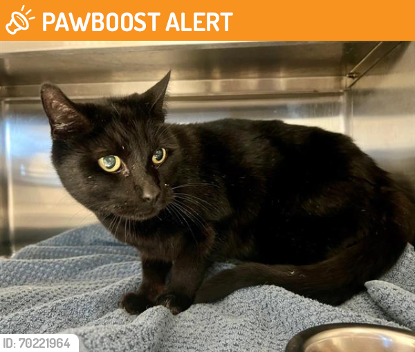Shelter Stray Male Cat last seen NATURE WOOD/PLACER HILLS, Auburn, CA 95603