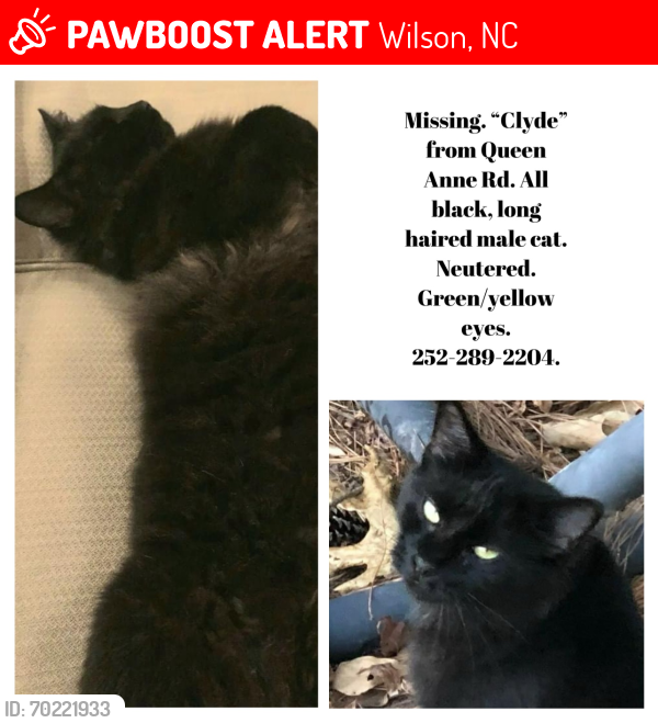 Lost Male Cat last seen Chelsea/Forrest Hills, Wilson, NC 27896