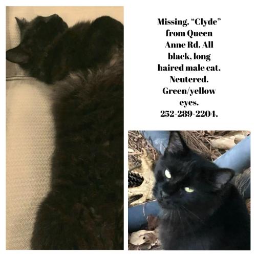 Lost Male Cat last seen Chelsea/Forrest Hills, Wilson, NC 27896