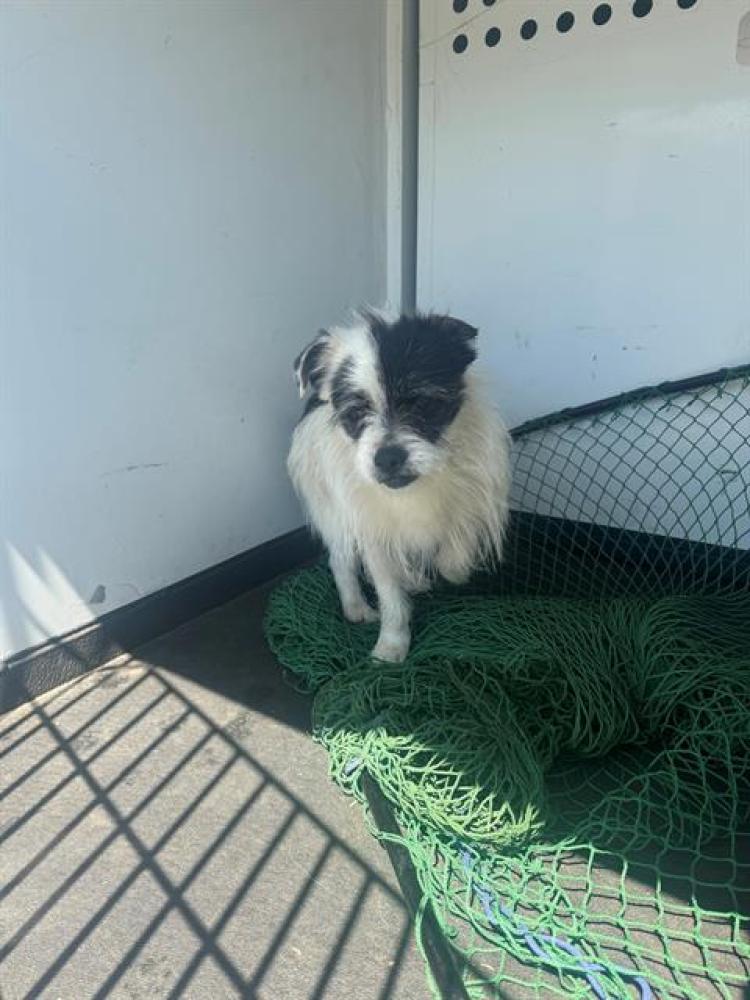 Shelter Stray Female Dog last seen Near BLK  EAGLE RIDGE DR, BAKERSFIELD,CA, Bakersfield, CA 93307