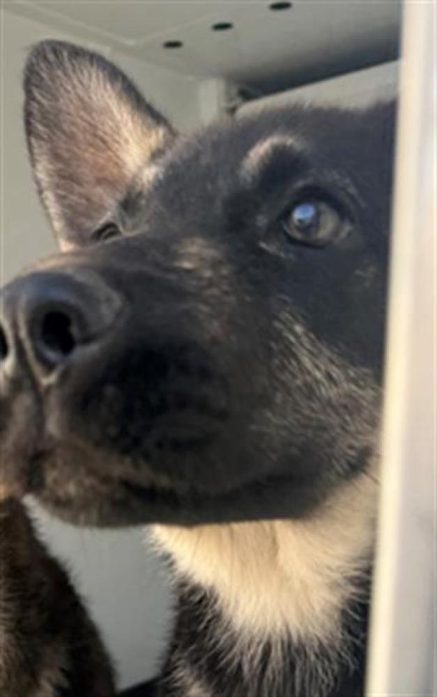 Shelter Stray Male Dog last seen Near BLK 17TH ST, BAKERSFIELD,CA`, Bakersfield, CA 93307