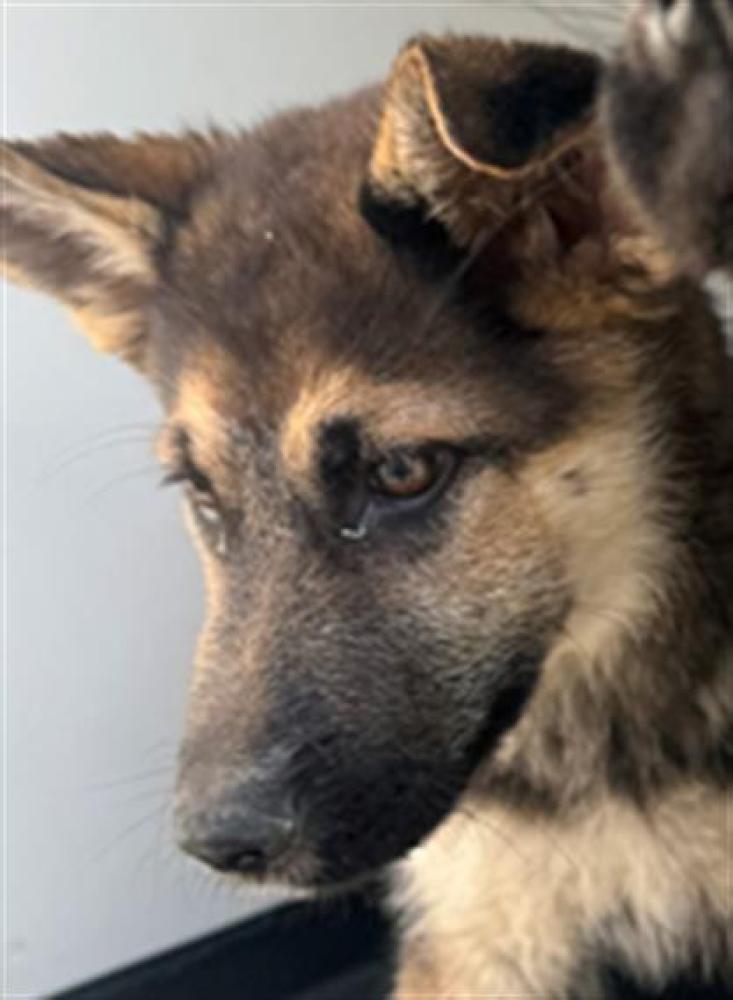 Shelter Stray Female Dog last seen Near BLK 17TH ST, BAKERSFIELD,CA`, Bakersfield, CA 93307