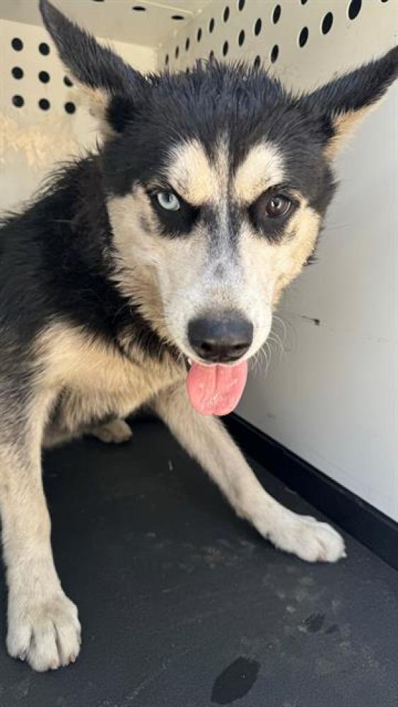 Shelter Stray Female Dog last seen Near BLK G ST, BAKERSFIELD, CA, Bakersfield, CA 93307