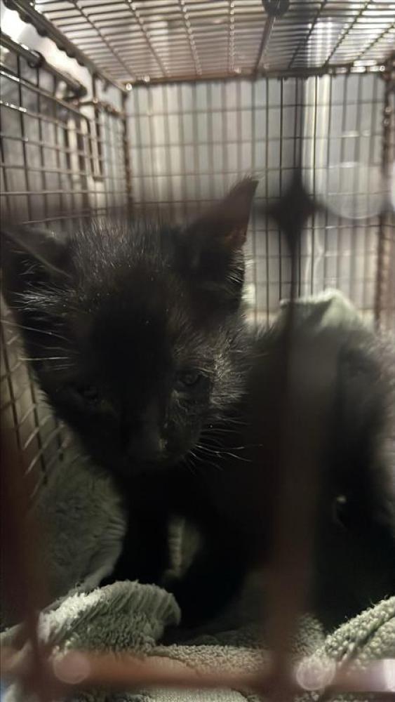 Shelter Stray Female Cat last seen THORN BERRY ROAD, Austin, TX 78702