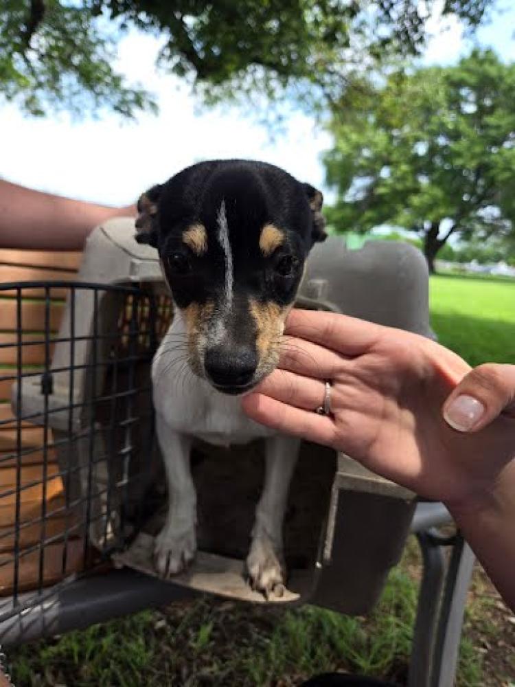 Shelter Stray Male Dog last seen Near BLOCK BATTENBURG TRAIL, Austin, TX 78702
