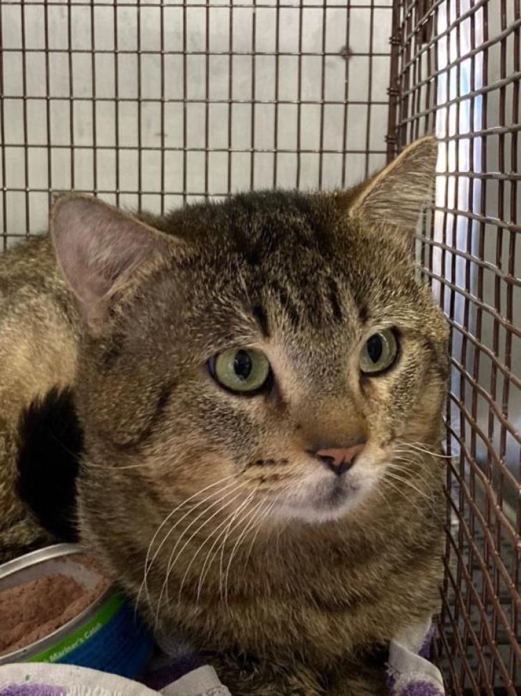 Shelter Stray Male Cat last seen Near BLOCK FRANKLIN BOULEVARD, Austin, TX 78702