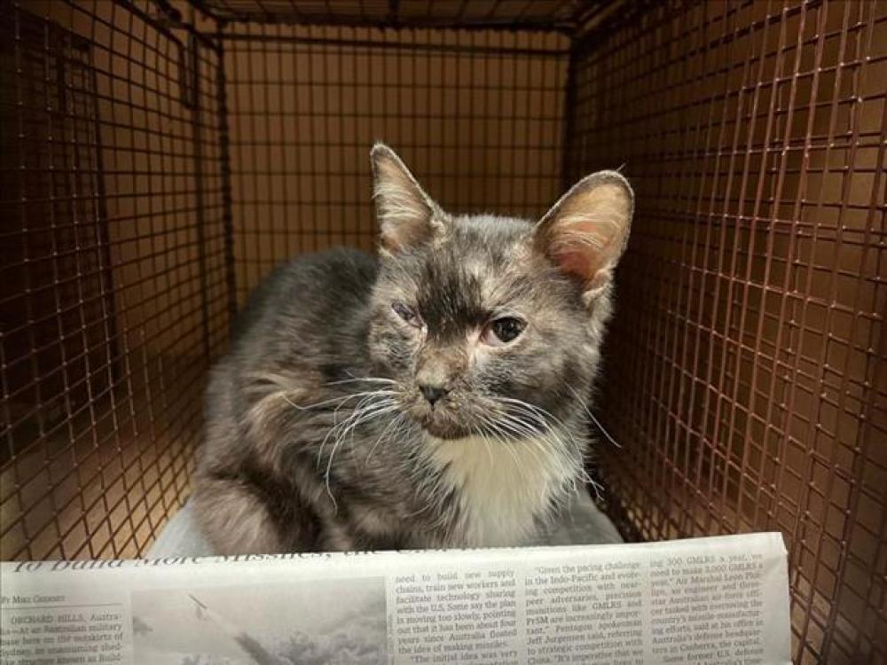 Shelter Stray Male Cat last seen Near BLOCK CRIPPLE CREEK, Austin, TX 78702