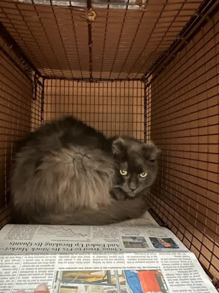 Shelter Stray Male Cat last seen Near BLOCK WICKHAM LANE, Austin, TX 78702