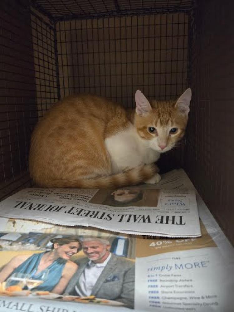 Shelter Stray Male Cat last seen Near BLOCK SPAHAWK TERRANCE, Austin, TX 78702