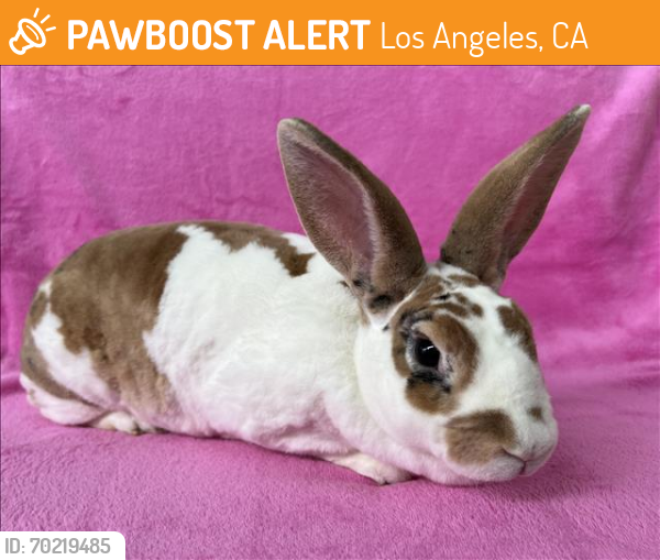 Shelter Stray Female Other last seen , Los Angeles, CA 90025
