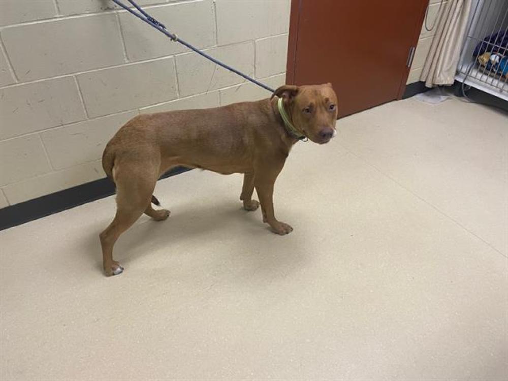 Shelter Stray Female Dog last seen Near BLOCK N 16TH ST, West Milwaukee, WI 53215