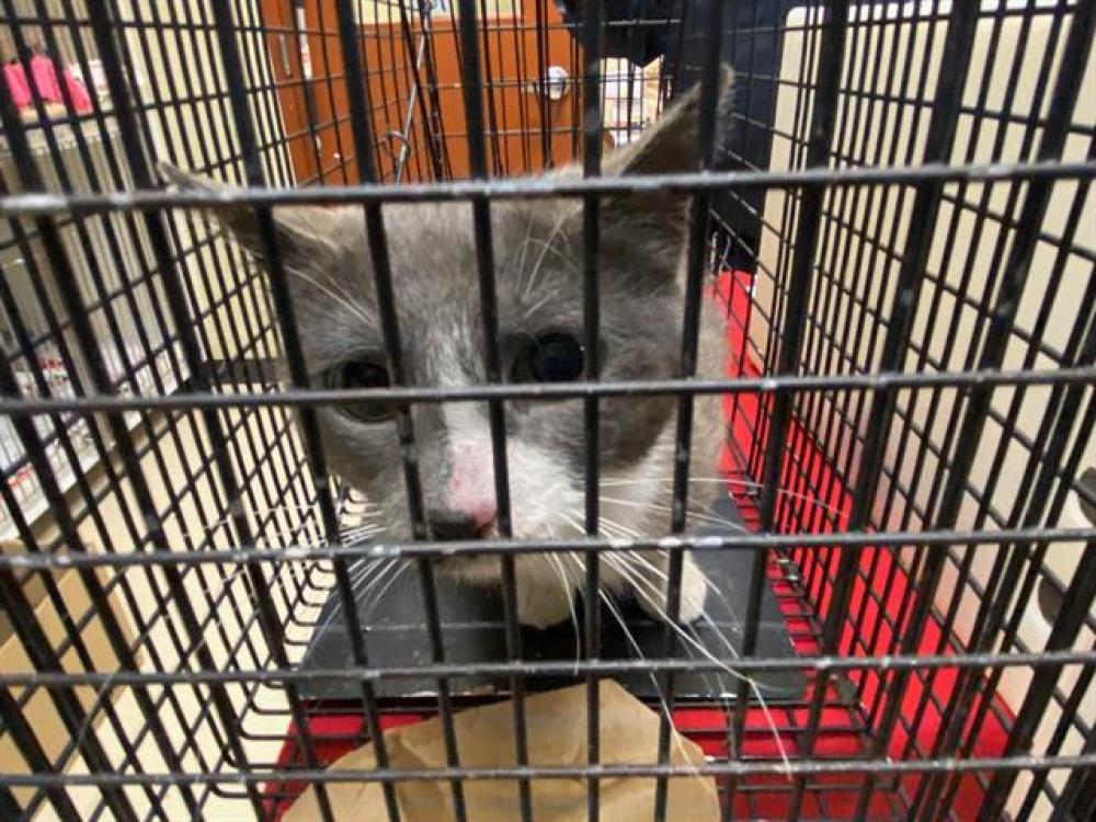 Shelter Stray Female Cat last seen Near BLOCK N 42ND ST, West Milwaukee, WI 53215