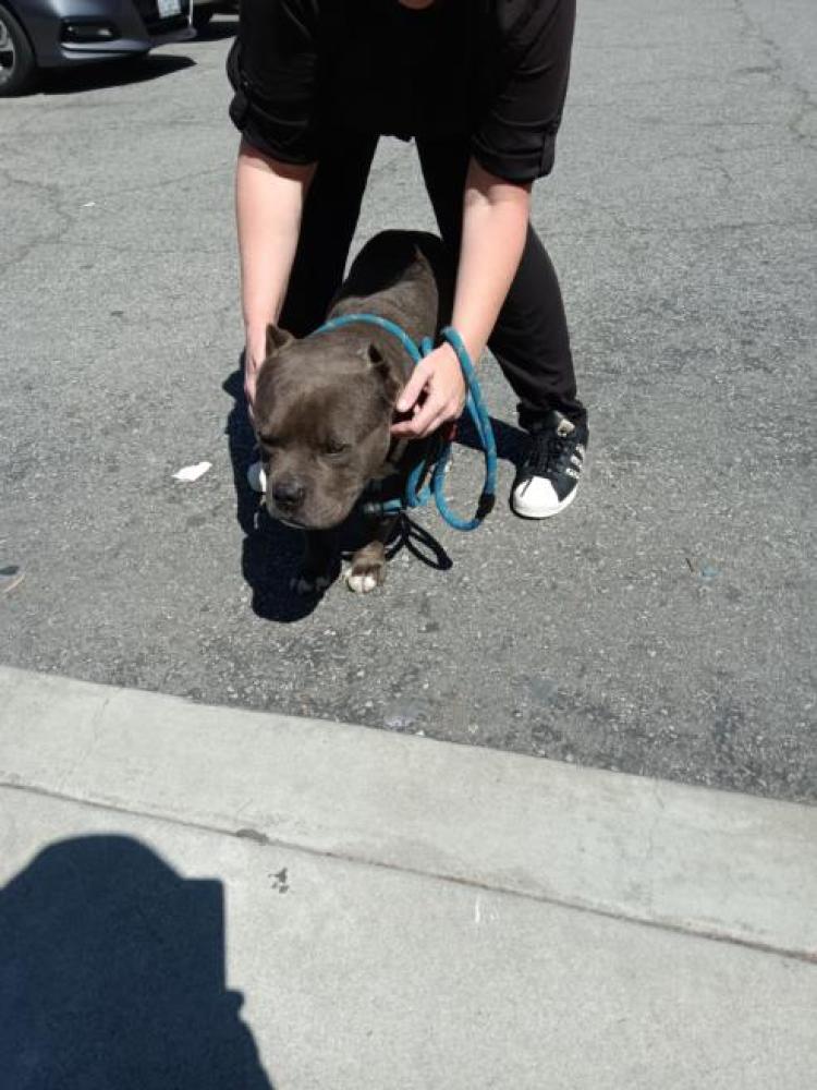 Shelter Stray Male Dog last seen , Los Angeles, CA 90047